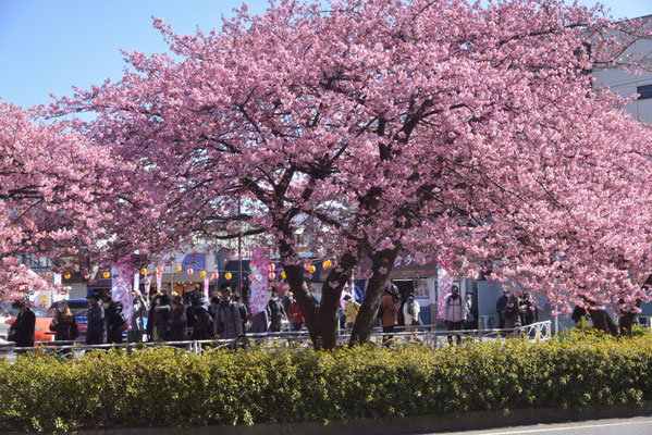 京浜急行・三浦海岸駅傍で満開の桜が迎えてくれました。