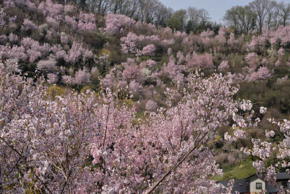 斜面の桜を桜越しに望む
