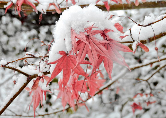 境内に残る紅葉に雪が美しい