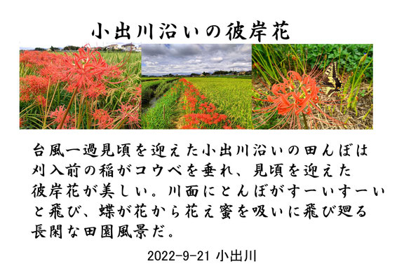 「小出川沿いの彼岸花」熊野