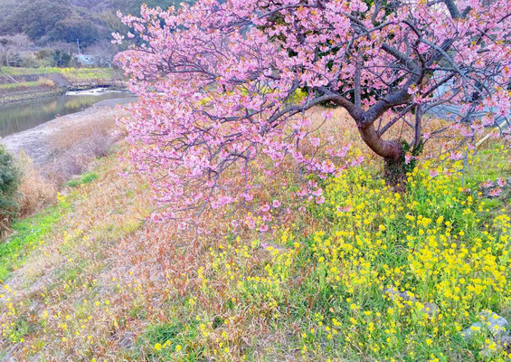 青野川沿いの桜・菜の花とのコラボです