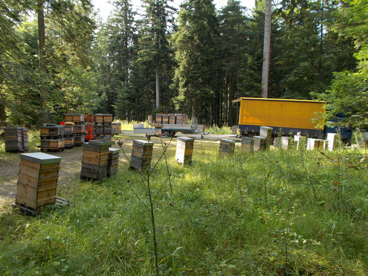 ...so kommt unser aromatischer Waldhonig z.B. aus dem Schwarzwald. Nach ca. 1-2 Wochen werden die Bienen zur Honigernte wieder nach Hause geholt.