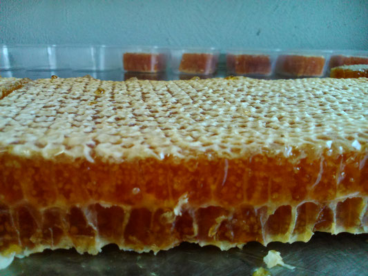Ein volle Honigwabe wird für Scheibenhonig in 100g Stücken geschnitten...