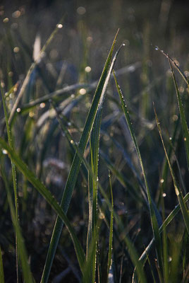 Regentropfen auf Gräsern - Prints, Poster, Naturfotografie von Malina Bura