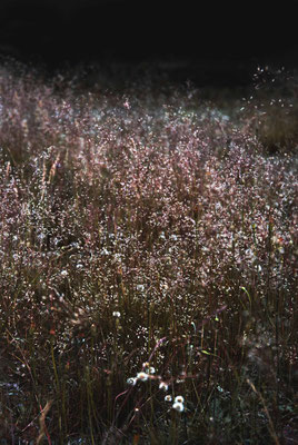 Rosa Blumenwiese in Brandenburg - Prints, Poster, Naturfotografie von Malina Bura