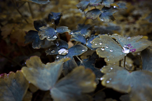 Regentropfen auf Blättern - Prints, Poster, Naturfotografie von Malina Bura