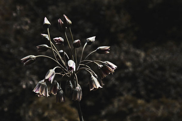 Melancholische Blume - Prints, Poster, Naturfotografie von Malina Bura