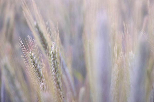 Kornfeld zur Blauen Stunde quer - Prints, Poster, Naturfotografie von Malina Bura