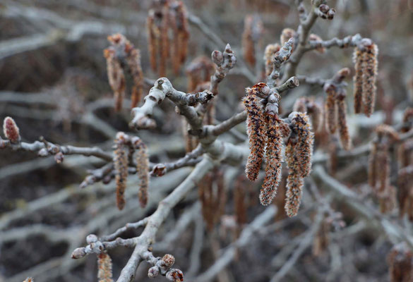 Wintermorgen - Prints, Poster, Naturfotografie von Malina Bura