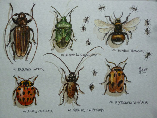 Illustration Käfer