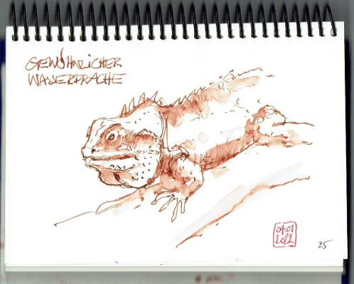 Gewöhnlicher Wasserdrache - Naturhistorisches Museum Bern