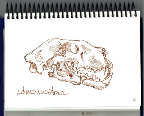 Löwenschädel - Naturhistorisches Museum Bern
