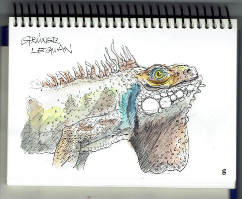Grüner Leguan - Naturhistorisches Museum Bern