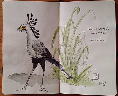 Sekretär, Falconeria Locarno
