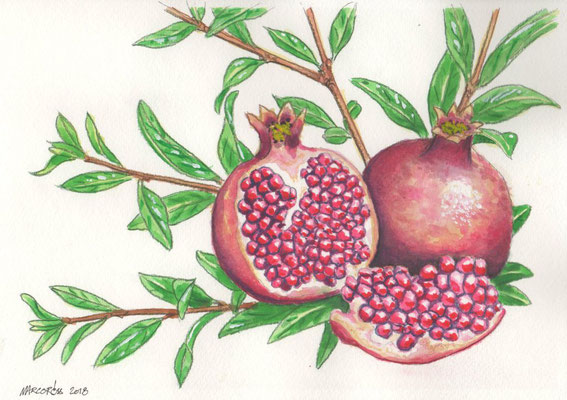 Illustration für Ausstellung "Religion und Garten", Granatapfel
