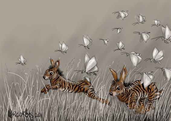 Illustration Zebrahasen