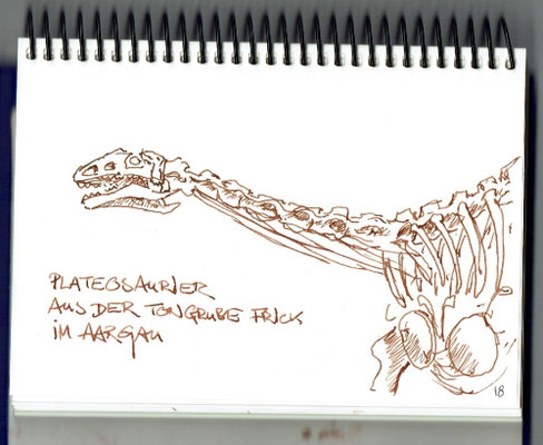 Plateosaurier - Naturhistorisches Museum Bern
