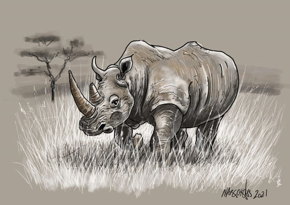 Skizze Nashorn