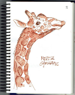 Netzgiraffe - Naturhistorisches Museum Bern
