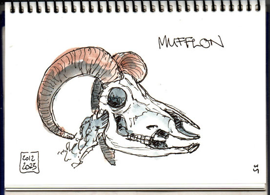 Naturhistorisches Museum Bern, Mufflon