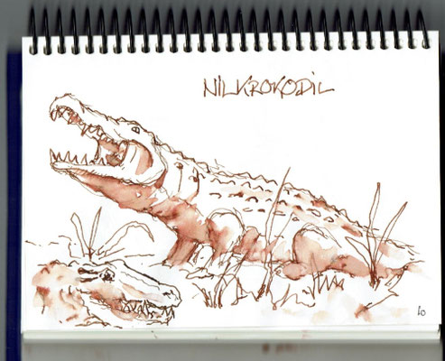 Nilkrokodil - Naturhistorisches Museum Bern