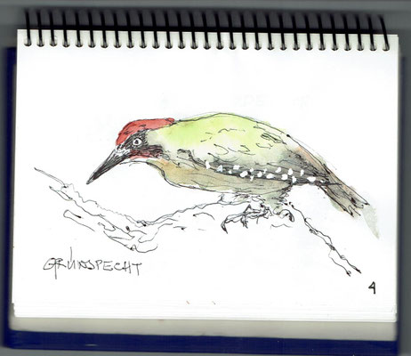Grünspecht - Naturhistorisches Museum Bern