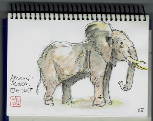 Afrikanischer Elefant - Naturhistorisches Museum Bern