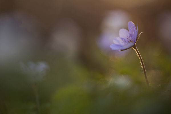 Leberblümchen