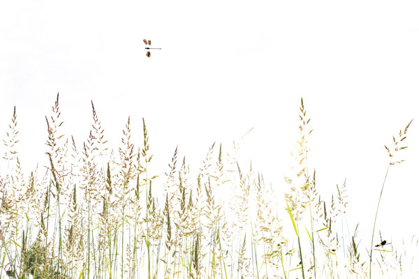 Gebänderte Prachtlibelle, Libelle, Naturfotografie, Sebastian Vogel