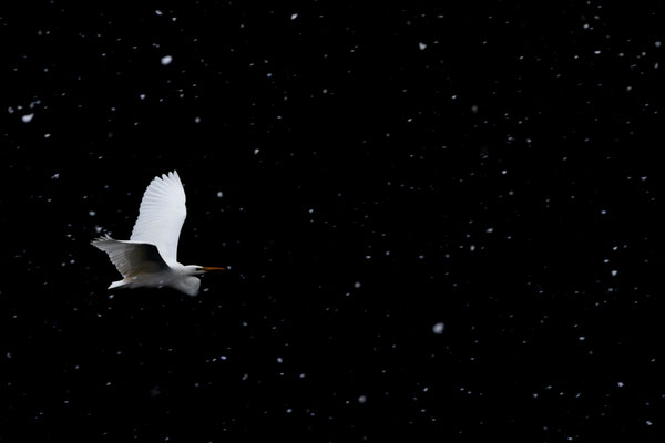 Silberreiher, naturfotografie, Vogelfotografie