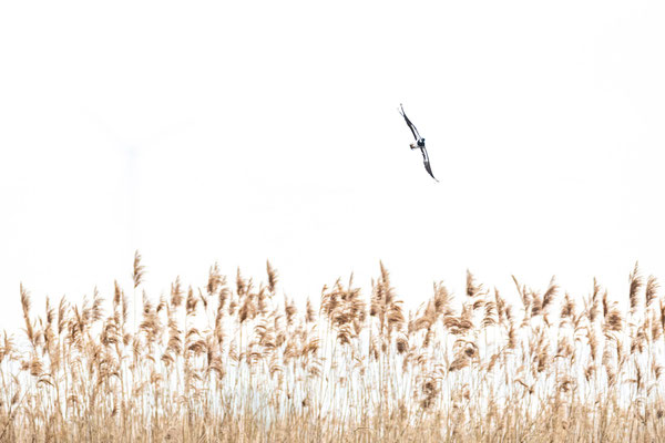 high-key, naturfotografie, vogelfotografie, Sebastian Vogel