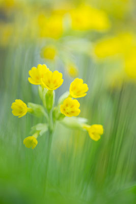 Schlüsselblume