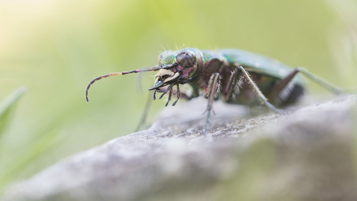 Feldsandlaufkäfer