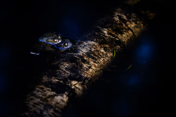 Kröte, Erdkröte, Wald, Wasser, Binger-Wald, Amphibien