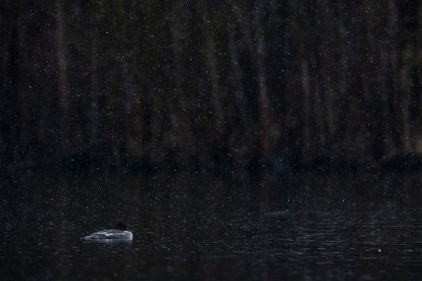 Gaensesaeger, vogelfotografie, Naturfotografie