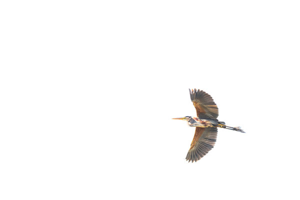 high-key, naturfotografie, vogelfotografie, Sebastian Vogel