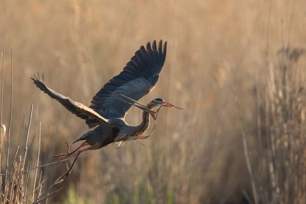 Purpurreiher im Flug