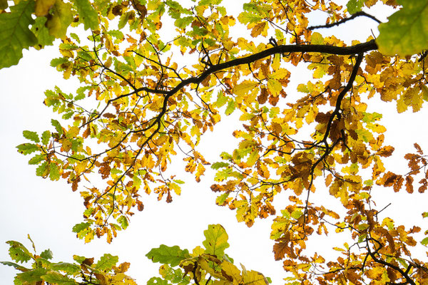 Herbstliches Blätterdach