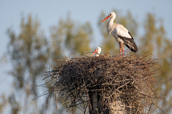 Weißstorch