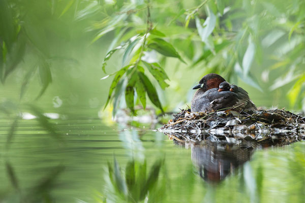 Zwergtaucher am Nest