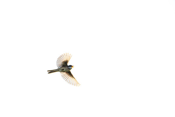 high-key, naturfotografie, vogelfotografie, Sebastian Vogel