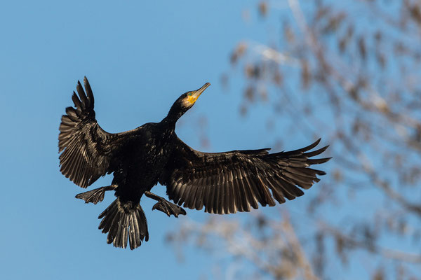 Kormoran