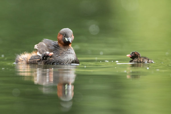 Zwergtaucher mit Jungen