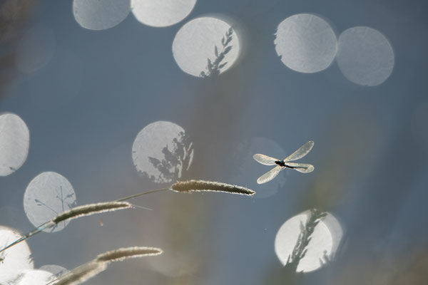 Gebänderte Prachtlibelle, Libelle, Naturfotografie, Sebastian Vogel