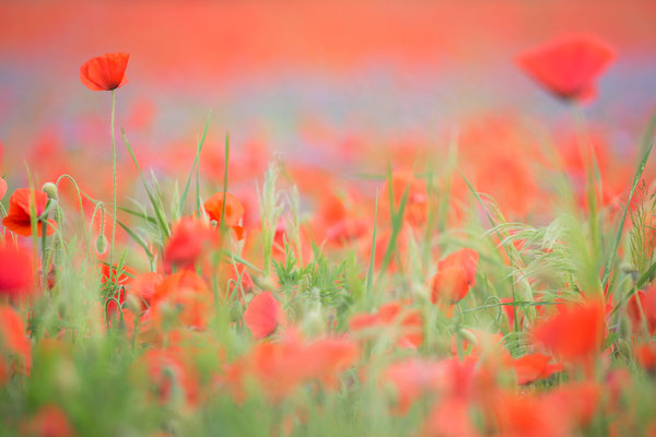 Mohn