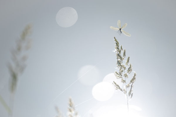 Gebänderte Prachtlibelle, Libelle, Naturfotografie, Sebastian Vogel