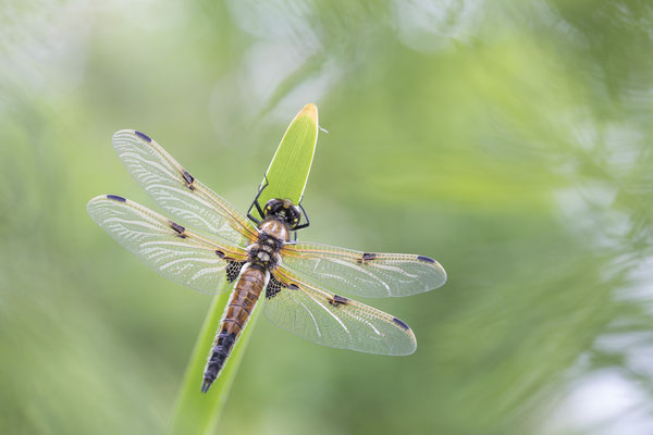 Vierflecklibelle