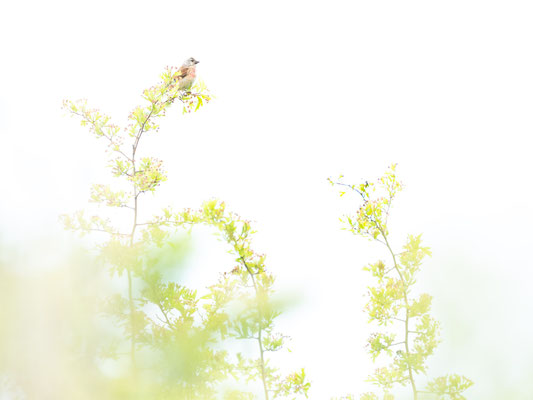 high-key, naturfotografie, vogelfotografie, Sebastian Vogel