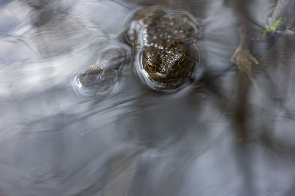 Kröte, Erdkröte, Wald, Wasser, Binger-Wald, Amphibien
