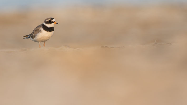 Sandregenpfeifer